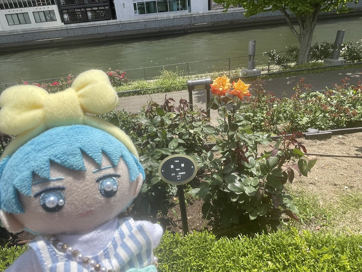 これは高雄って名前のオレンジのバラ