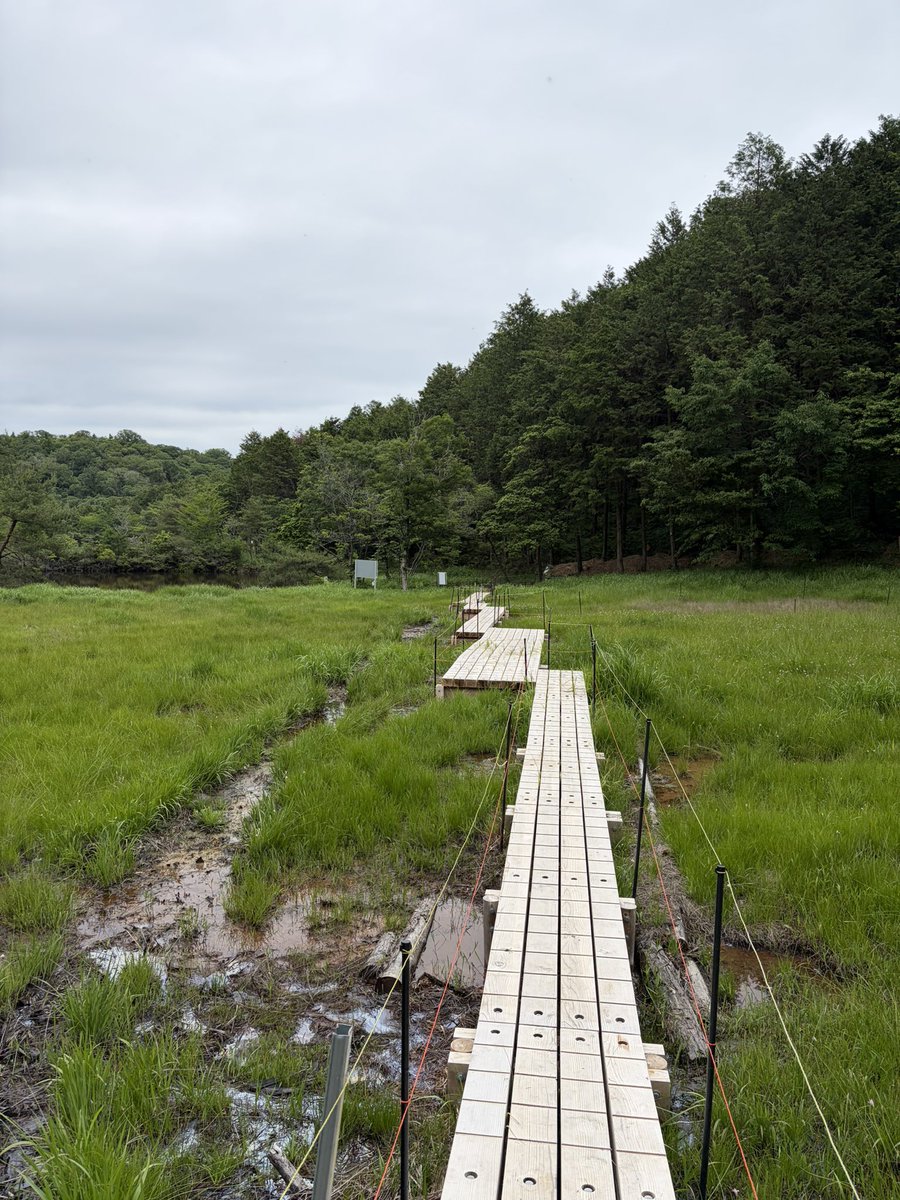 tamateboxkey's tweet photo. 【トキソウ】網引湿原でひっそりと咲いていた。毎年咲いているのを観るのが愛おしい花の一つだ。 https://t.co/OZjmknEEUx