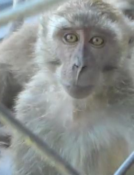 Action4Primates's tweet photo. Please join our call to Awesome Cargo to stop transporting #monkeys for the global research &amp; toxicity testing industry. Last week, 100s of long-tailed macaques were exported from #Mauritius &amp; flown to Miami @iflymia, by #Awesomecargo. Info/sample E-mail: https://t.co/bu3KnF0snp https://t.co/ktDWABBMF5