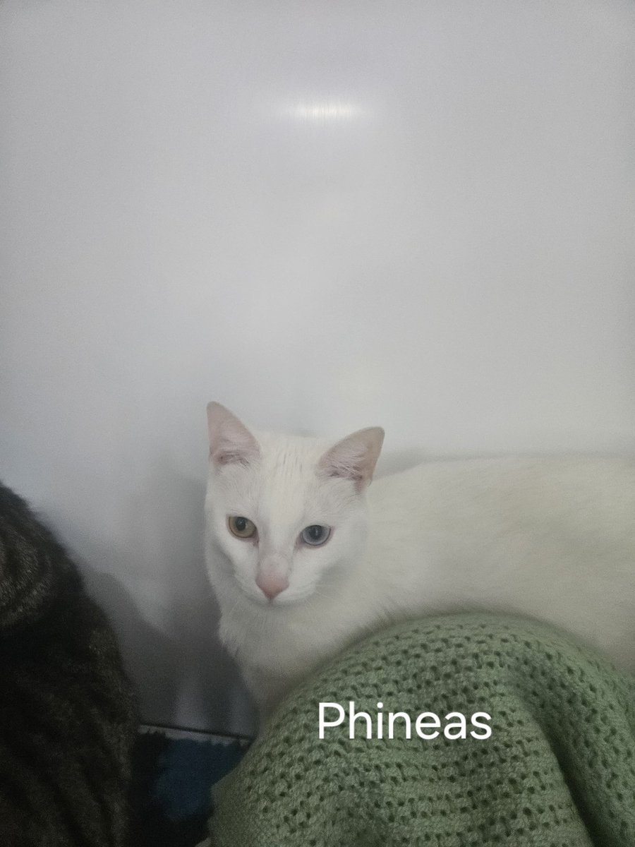 shelternews's tweet photo. These two curious boys are looking for their new home. Just like Phineas and Ferb from the cartoon they love to be outside and will be causing all kinds of havoc in your garden 😹. They are both 18 months and are all ready to go. https://t.co/0TOxSsi4En