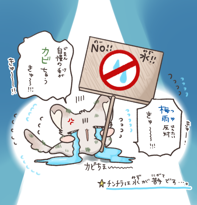 chimari_ciao's tweet photo. 「ちまりのちんまり劇場」その21
☔ジメ…ジメ……みんな……カワイイちまりを助けて……ぅきゅ～…🌀😵🌀 https://t.co/2E8626ukin