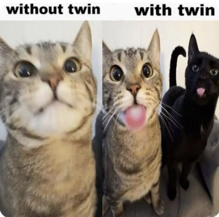 cats being cats tweet media