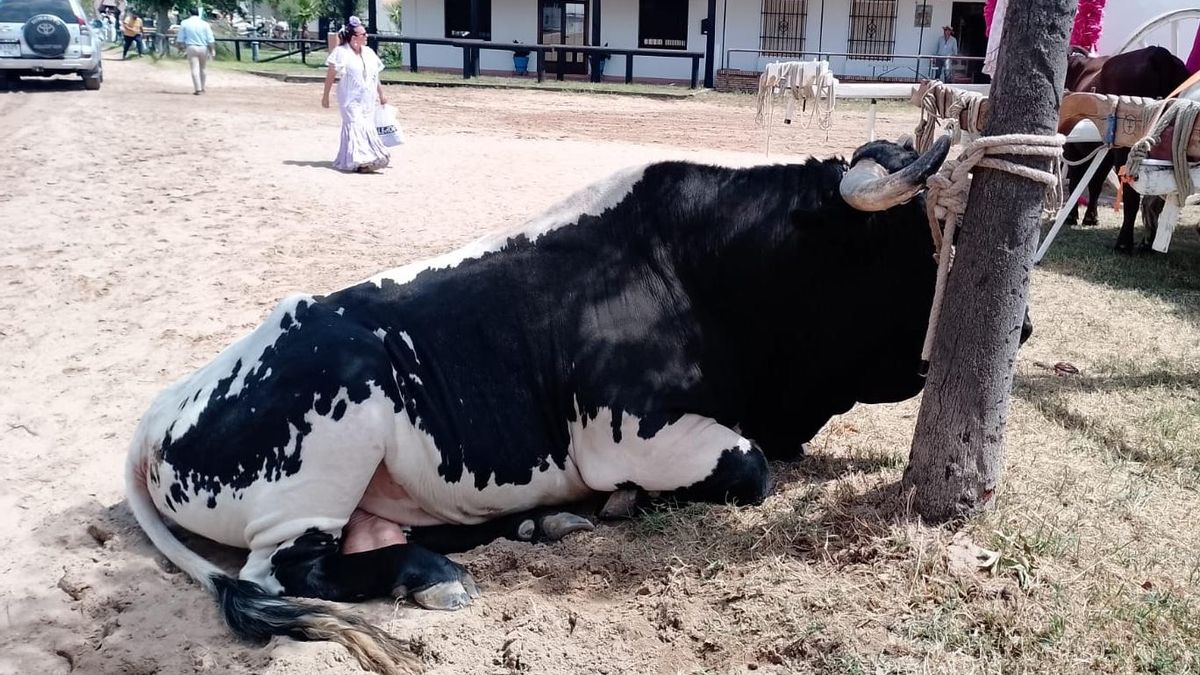 FonsiLoaiza's tweet photo. El Rocío, la romería de la muerte. En la peregrinación de este año han muerto ya 18 animales, la mayor cifra de muertes en los últimos 15 años. https://t.co/Pra8HhYCoV