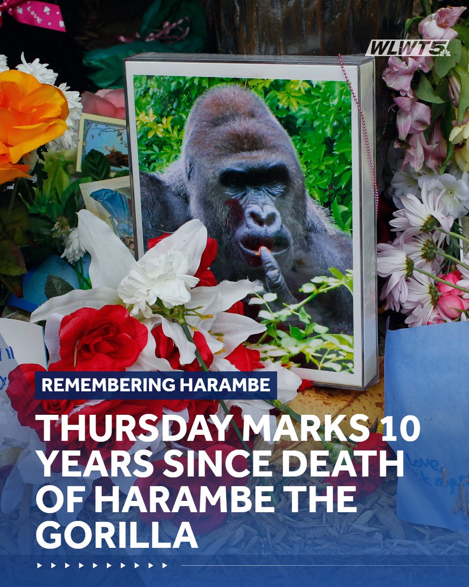 WLWT's tweet photo. Thursday marks 10 years since the death of Harambe, a 400-pound western lowland gorilla, at the Cincinnati Zoo. https://t.co/yJlJEKiLol https://t.co/JGjbZzdAOJ