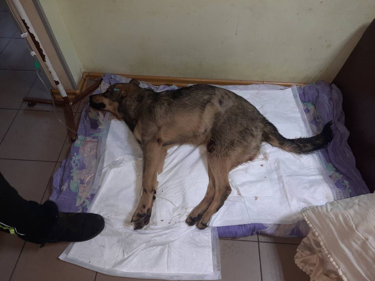 UAnimals.ENG 🇺🇦 tweet media