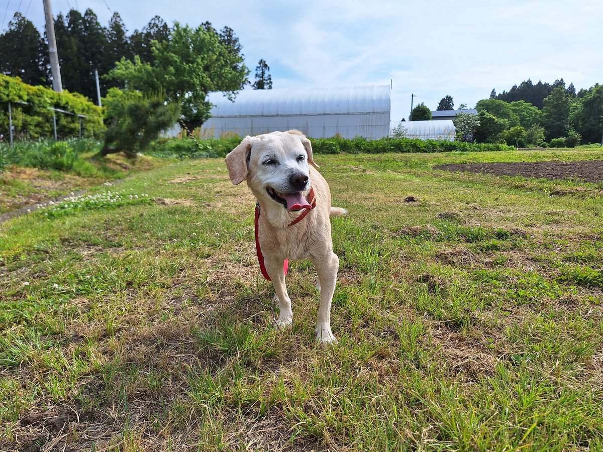1129_izumi's tweet photo. ふくちゃんお散歩日記

一昨日のご近所散歩です🐾この日もめちゃくちゃ暑かったーーー🔥ふくはハァハァ。少し前まで春夏秋冬ボール投げして遊んだ農道でひと休み。いつもの牛さん達がまた大急ぎで走って来ました。まっすぐ私を見てる⁉️２人とも美人さんで可愛いです💕 https://t.co/oaAnGTPIdV