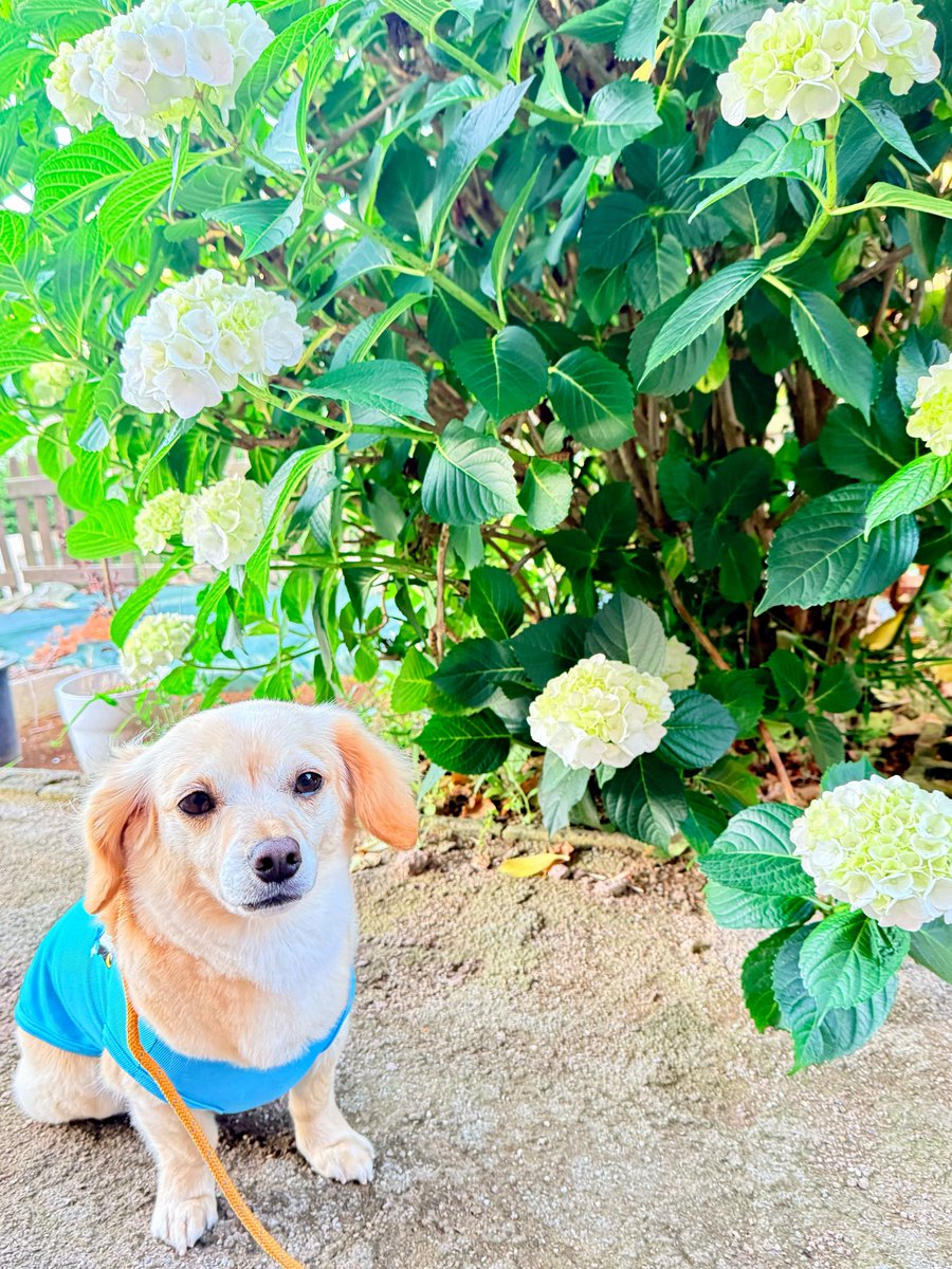 ゆず (@yuzu_chiweenie) / Posts / X