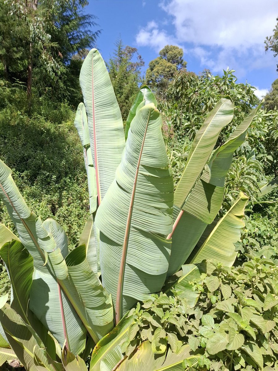 Tanuiski's tweet photo. Cool kids think this is a very humongous banana or plantain https://t.co/wWaoZEzb1h