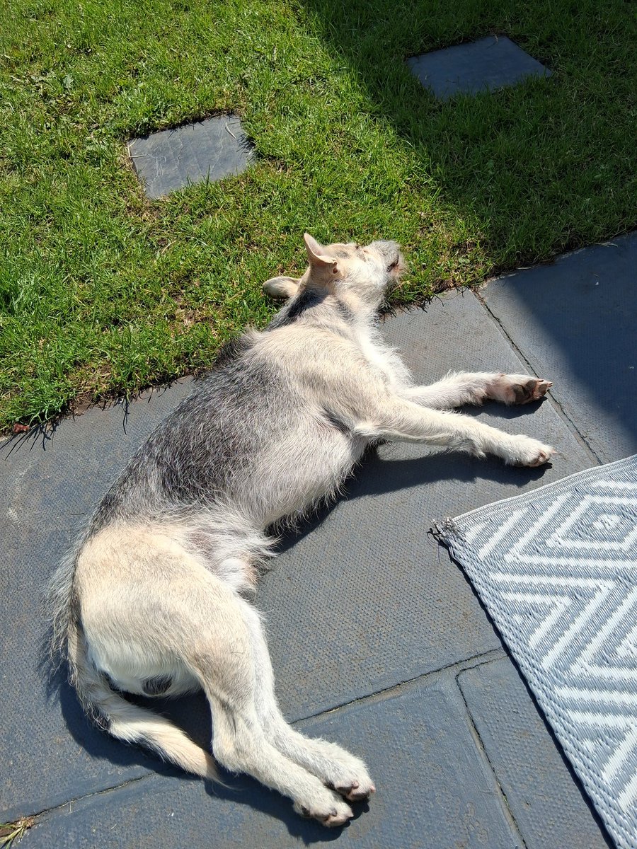 _annaxb's tweet photo. Swear he runs on solar power https://t.co/tx71vMPowP