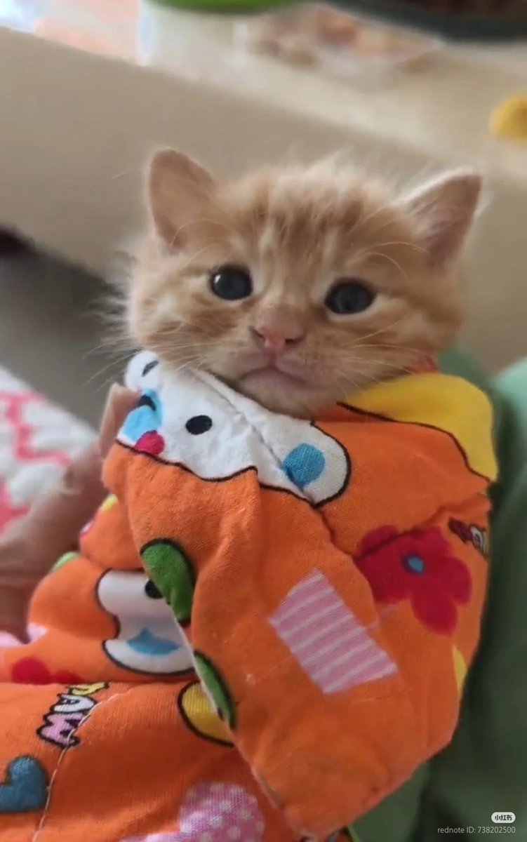 nocontextscats's tweet photo. Purrito https://t.co/0svI0pksGy
