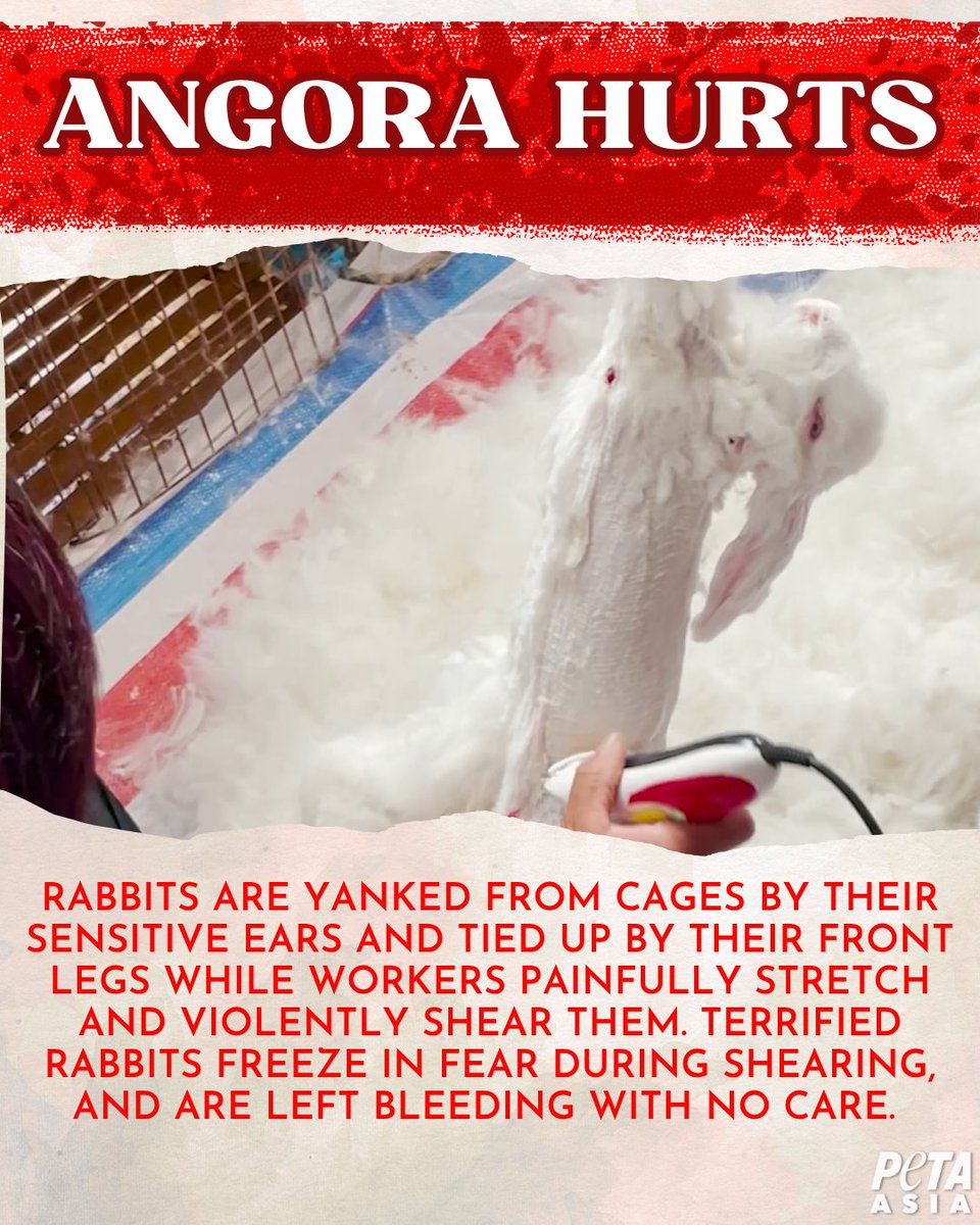 PETAAsia's tweet photo. Imagine someone tying you up so tightly you can’t move. They violently shave every inch of your body until your skin bleeds. For rabbits trapped in the angora wool trade, this nightmare is reality 💔

𝐍𝐞𝐯𝐞𝐫 𝐛𝐮𝐲 𝐚𝐧𝐠𝐨𝐫𝐚 𝐰𝐨𝐨𝐥 ❌

https://t.co/kyxgLCFCdL https://t.co/Dy44gsZufQ