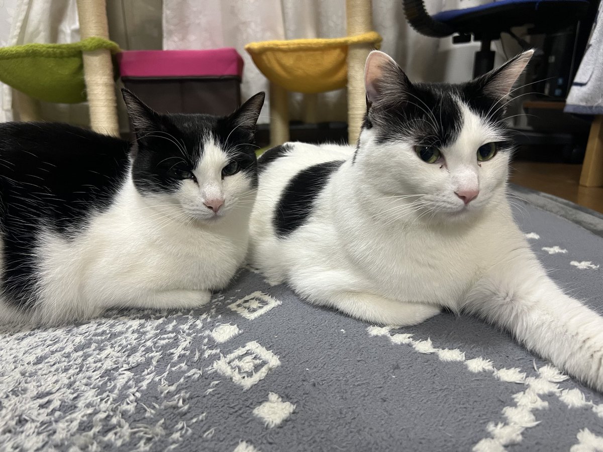 mackiy0729's tweet photo. 仕事でイオン行ったから店内ちょっとプラプラ

ね、猫カフェに入りたすぎる😭

おじさんが1人で入る勇気がありません😭

うちのニャンズ達全然モフらせてくれないんだもん😭 https://t.co/3IBG1TvQeP
