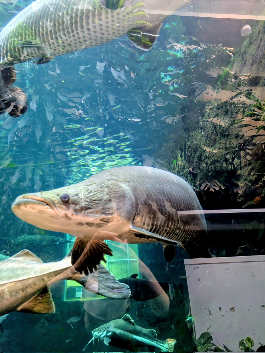 aron_tarou's tweet photo. ①午後から休みだったからちょっと遠出して淡水の水族館行ってきた🐟
お目当てのピラルクーは若い個体しかいなかった🥲
小さい頃に行ったきりだったから来れて良かった https://t.co/RmjeqGg1qY