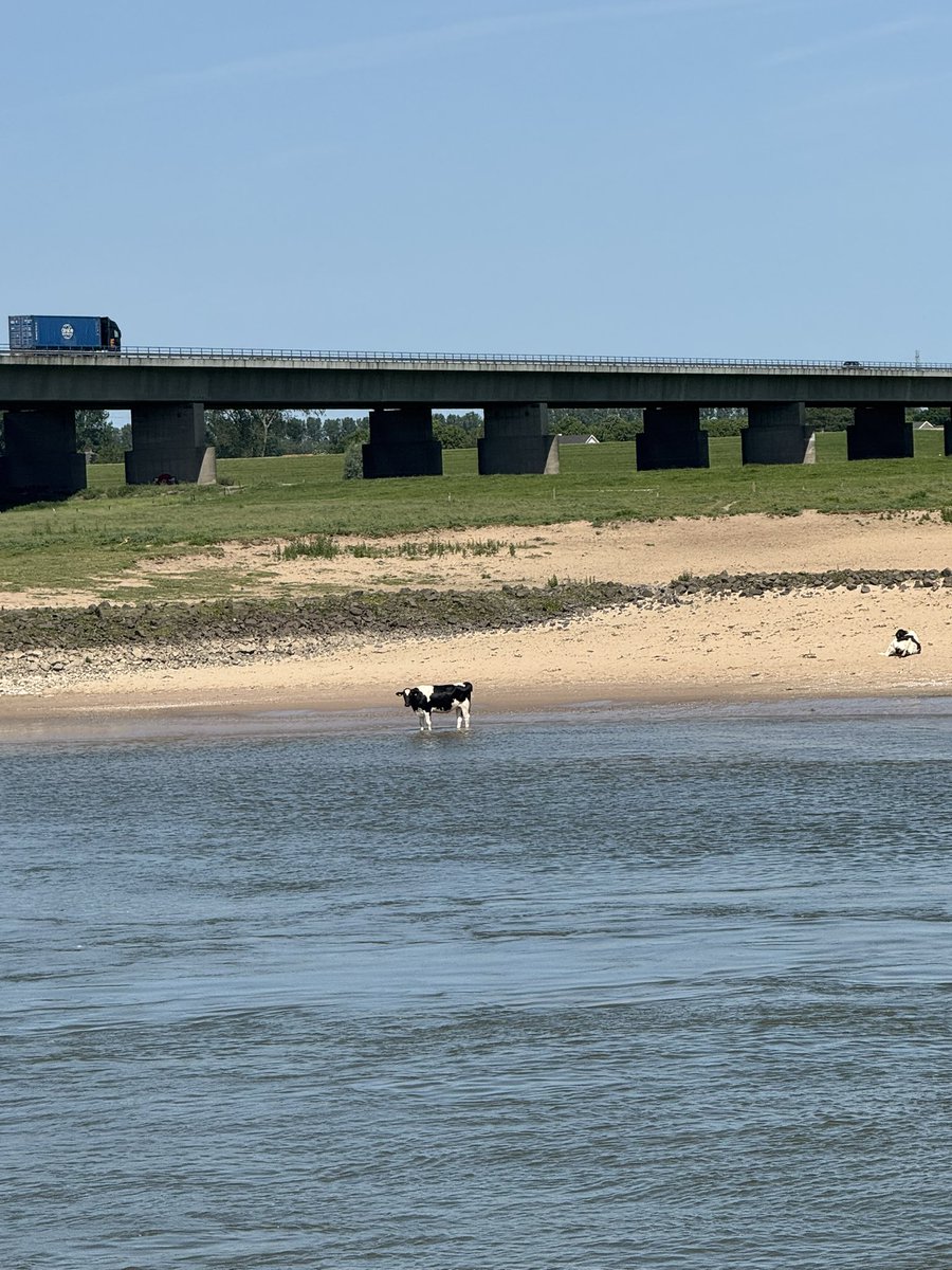 classyclub420's tweet photo. Cows on the beach https://t.co/rs8VzivgGb