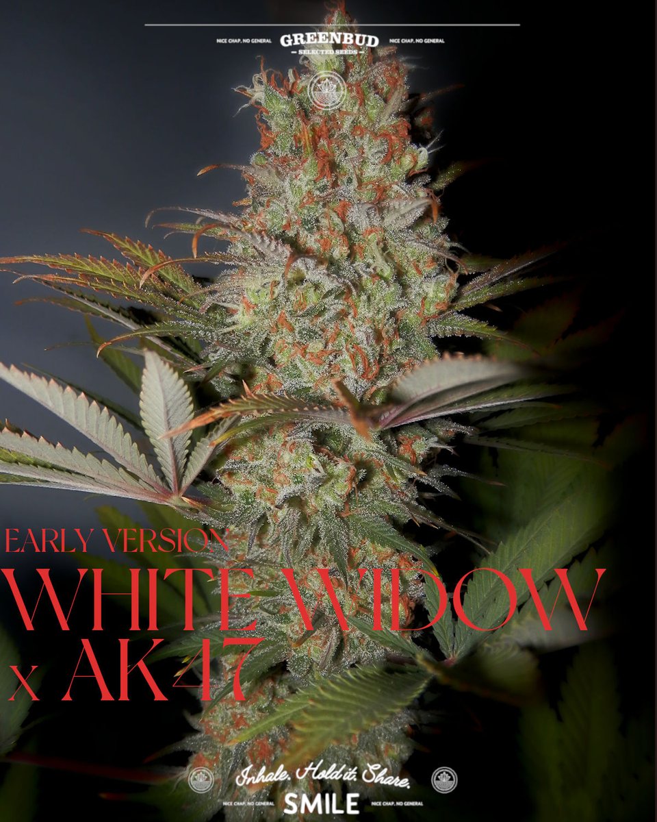 GreenbudSeeds's tweet photo. WW × AK47 E.V. from the #GreenbudSeeds Classic Line. 🚂✨

Fast flowering, heavy resin and old-school power from two legendary classics. Early harvest speed without losing flavour or punch.

Full steam ahead into the early harvest season.

#CannabisCommunity #weedlovers https://t.co/u0duTch7nA