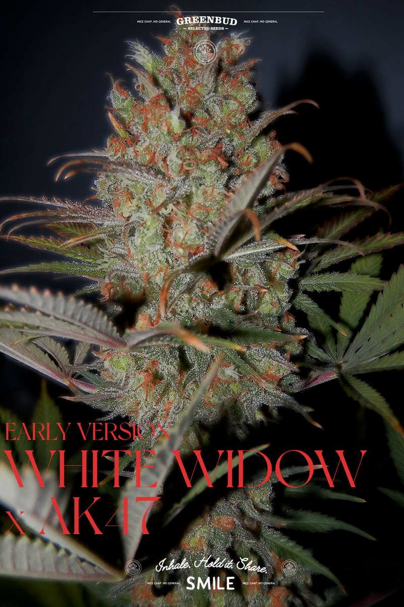 GreenbudSeeds's tweet photo. WW × AK47 E.V. from the #GreenbudSeeds Classic Line. 🚂✨

Fast flowering, heavy resin and old-school power from two legendary classics. Early harvest speed without losing flavour or punch.

Full steam ahead into the early harvest season.

#CannabisCommunity #weedlovers https://t.co/u0duTch7nA