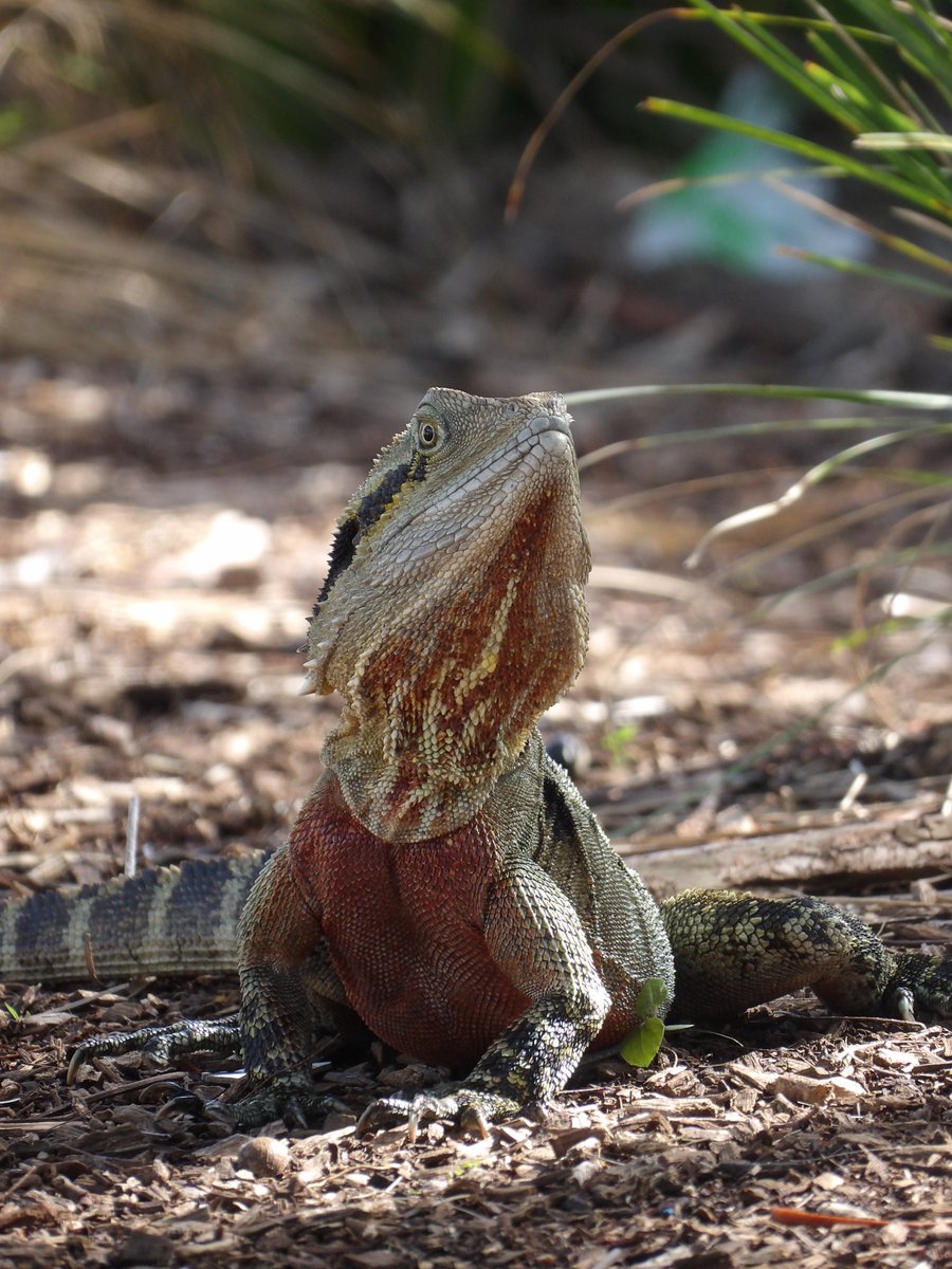 delphindae's tweet photo. I always love the colouration on the big male Eastern Water Dragons. https://t.co/VrMrq9d7on