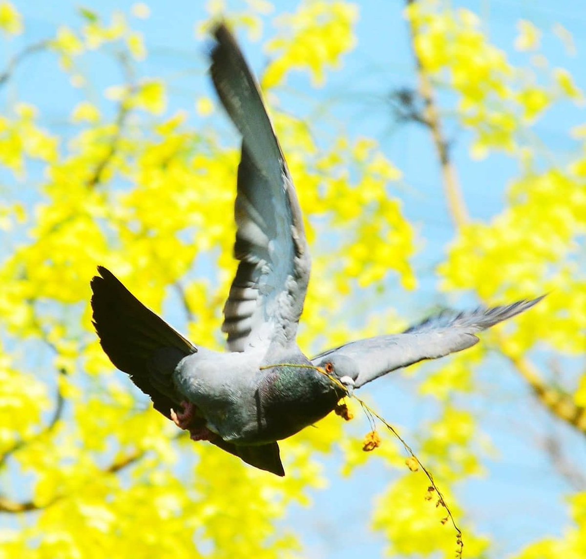 rameshpathania's tweet photo. There are people who can talk about pictures, and there are people who can take pictures. #photography #amaltas #nature https://t.co/zltSP97HHE