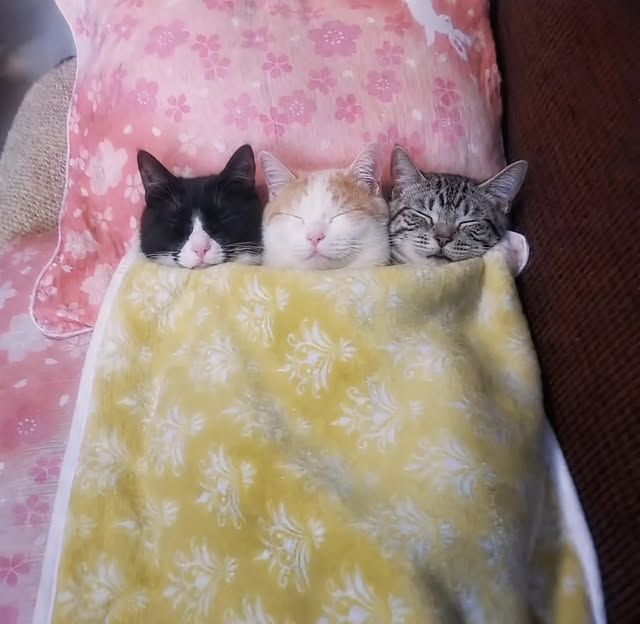 The Pets 𝕏 tweet media