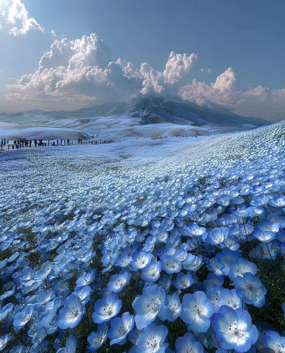 Hana_b30's tweet photo. Hitachi Seaside Park is in peak bloom, Japan🇯🇵 https://t.co/ppDlHbRDXw