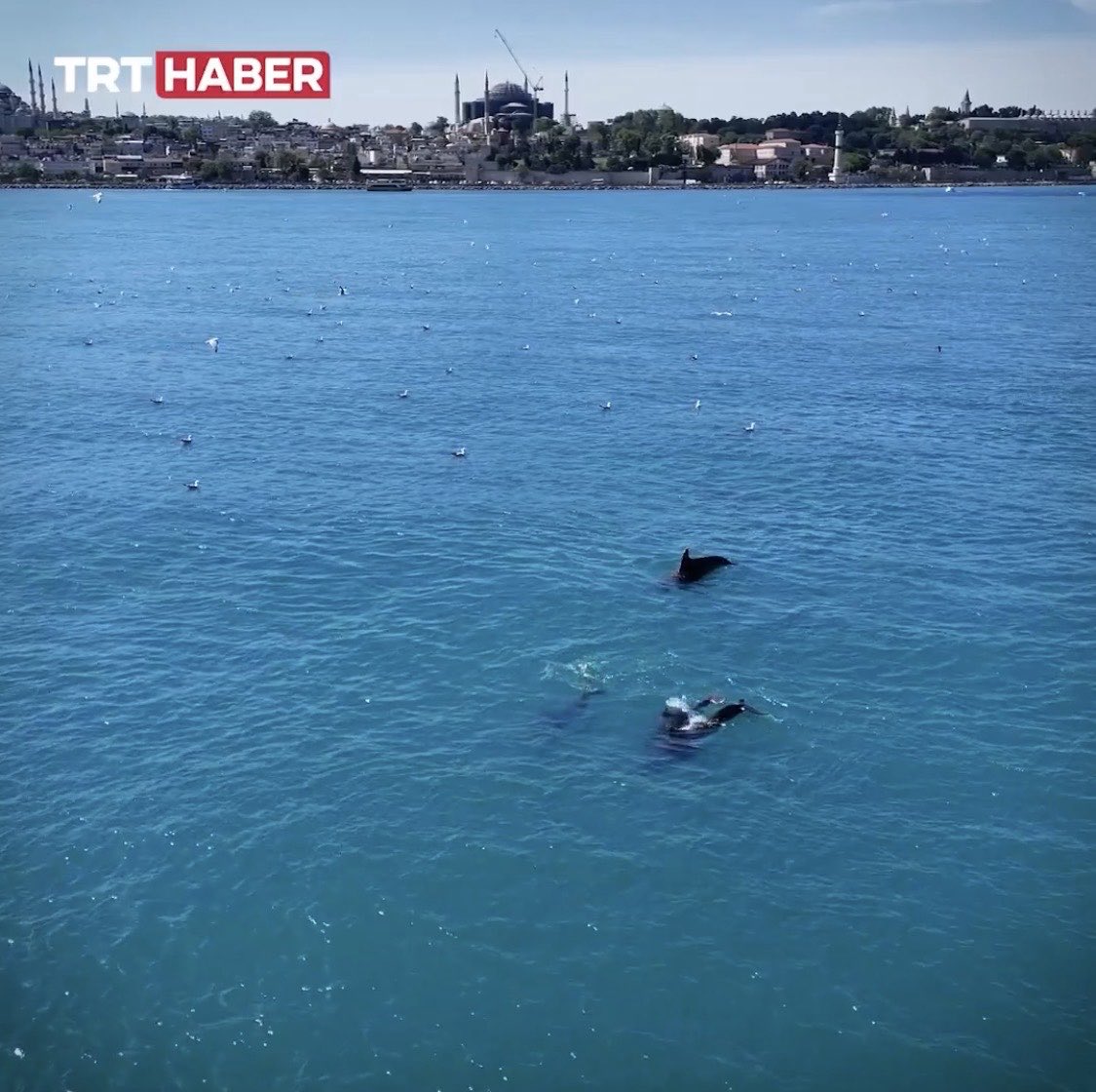 jeoalbant's tweet photo. 🪸🐬🐬
Fitoplankton artar → Zooplankton çoğalır →
Küçük balıklar o bölgeye gelir → 
Büyük balıklar ve bazen yunuslar onları takip eder. Yunus balıkları için boğaz şu an çok bereketli . 

Bugünlerde boğaza gidin belki uslu bir çocuk olursanız siz de yunusları görebilirsiniz :)
✨✨

#turkuaz #istanbul #Bosphorus