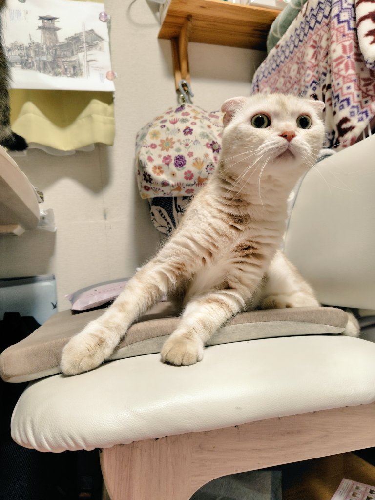 猫のいる暮らし