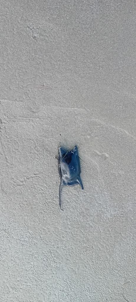 AMGVA's tweet photo. Es relativamente frecuente encontrar este tipo de cápsula en la orilla de las playas

 ¿sabes de son,...?🤔😉🤫🙋🏻‍♂️ https://t.co/9RHp8Vi8aT