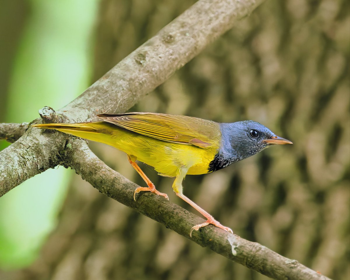 RubenGi02391602's tweet photo. Mourning Warbler - This beautiful and uncommon warbler is very elusive. They skulk in the understory, moving quickly among branches and leaves. They are so named because their hood resembles a "mourning veil". Taken at the Pool #birdcpp @BirdCentralPark https://t.co/oAyBe2JwTV