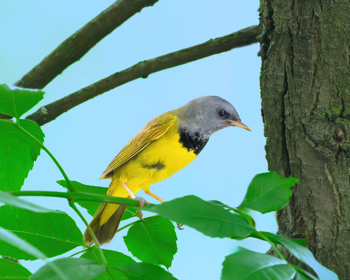 RubenGi02391602's tweet photo. Mourning Warbler - This beautiful and uncommon warbler is very elusive. They skulk in the understory, moving quickly among branches and leaves. They are so named because their hood resembles a "mourning veil". Taken at the Pool #birdcpp @BirdCentralPark https://t.co/oAyBe2JwTV
