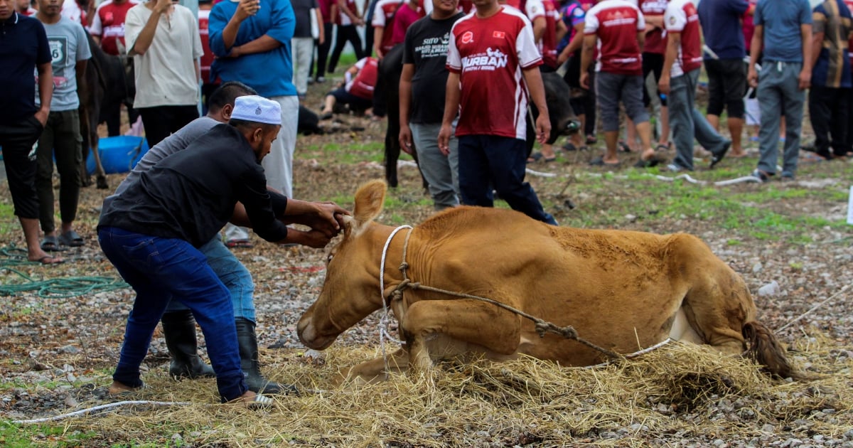 hmetromy's tweet photo. #minda Ibadah korban antara rutin ibadah tahunan dalam masyarakat Islam. Ia dilaksanakan pada 10 Zulhijah dan diteruskan pada hari tasyrik. Amalan yang diwarisi sejak zaman Nabi Ibrahim AS ini diterima dan diamalkan dalam syariat Nabi Muhammad SAW hingga ke hari ini. Setiap tahun, ibadah ini dilaksanakan oleh umat Islam di seluruh dunia sebagai satu daripada syiar penting dalam agama.
https://t.co/pFI6OdiOQs