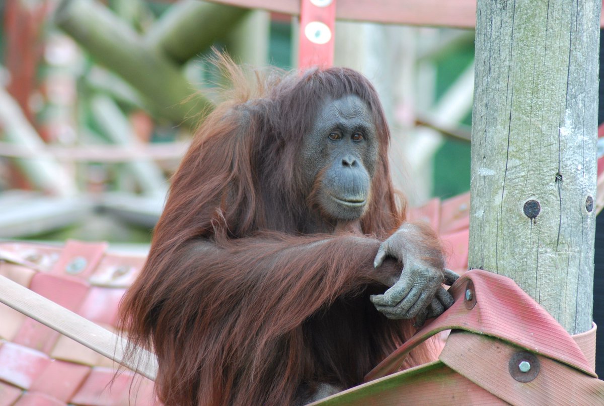 MWApeRescue's tweet photo. 🧡 Lucky is a female orang-utan. She was cruelly smuggled from the wilds of Borneo for the illegal pet trade in Taiwan, before being confiscated by the Taiwanese authorities from an amusement arcade in Kaohsiung County.

In 2001, Lucky finally found safety and a new beginning at Monkey World.

Despite her difficult past, Lucky has grown into a quiet yet feisty character. She enjoys the company of males and younger orang-utans far more than other females, and her strong personality always shines through. 🦧✨

Every rescue has a story, and Lucky’s reminds us why protecting great apes from the illegal wildlife trade is so important.