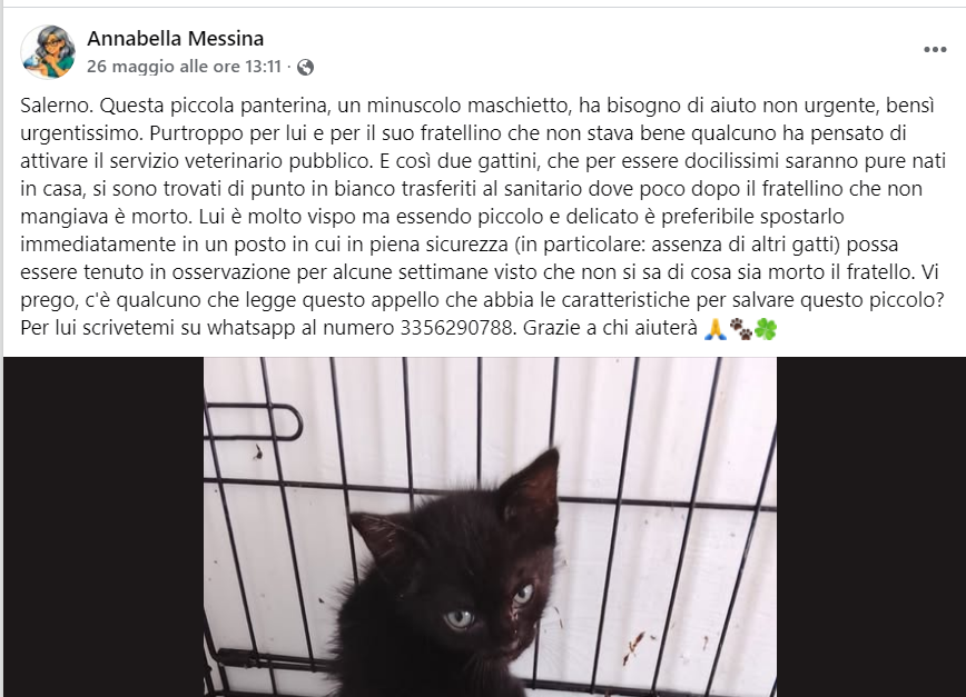 zampa_qua's tweet photo. ATTENZIONE STRAURGENTISSIMO 🆘 🆘🆘🆘☎️3356290788🐈Leggete🔽
https://t.co/3h2heuTPXT il cucciolino ha bisogno di noi condividete 🙏🙏🙏🙏🙏 #emergenza #gatto #aiuto #salerno #straurgente #4voiceless https://t.co/EsB2PfZtSD