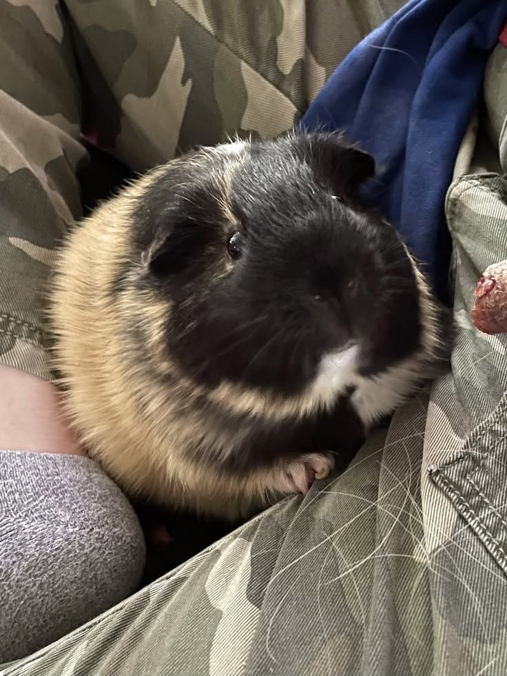 ems0715's tweet photo. Lil baby✨💖can't wait to celebrate the birthday !! Yayyyyy to being healthy and happy
#pet #birthday #mybestie https://t.co/dYv3jjyOXx