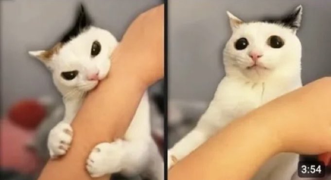 scarycatbite47 tweet media