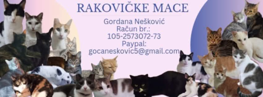 Gordana Neskovic tweet media