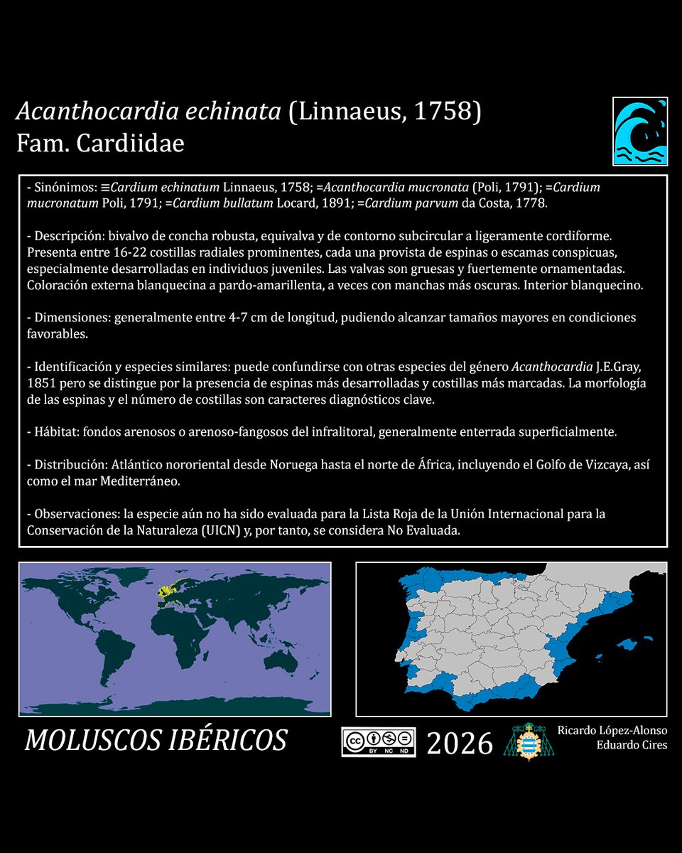 EduardoCires's tweet photo. Acanthocardia echinata (Linnaeus, 1758)
#Cardiidae #malacología #gastropoda #moluscosmarinos #marinemolluscs #marinebiology #marinebiodiversity #marineecology #faunamarina #shellart #naturalhistory
@IndurotUniovi @Lopezalonsord @uniovi_info @UOdivulga https://t.co/zXeaT8F0us