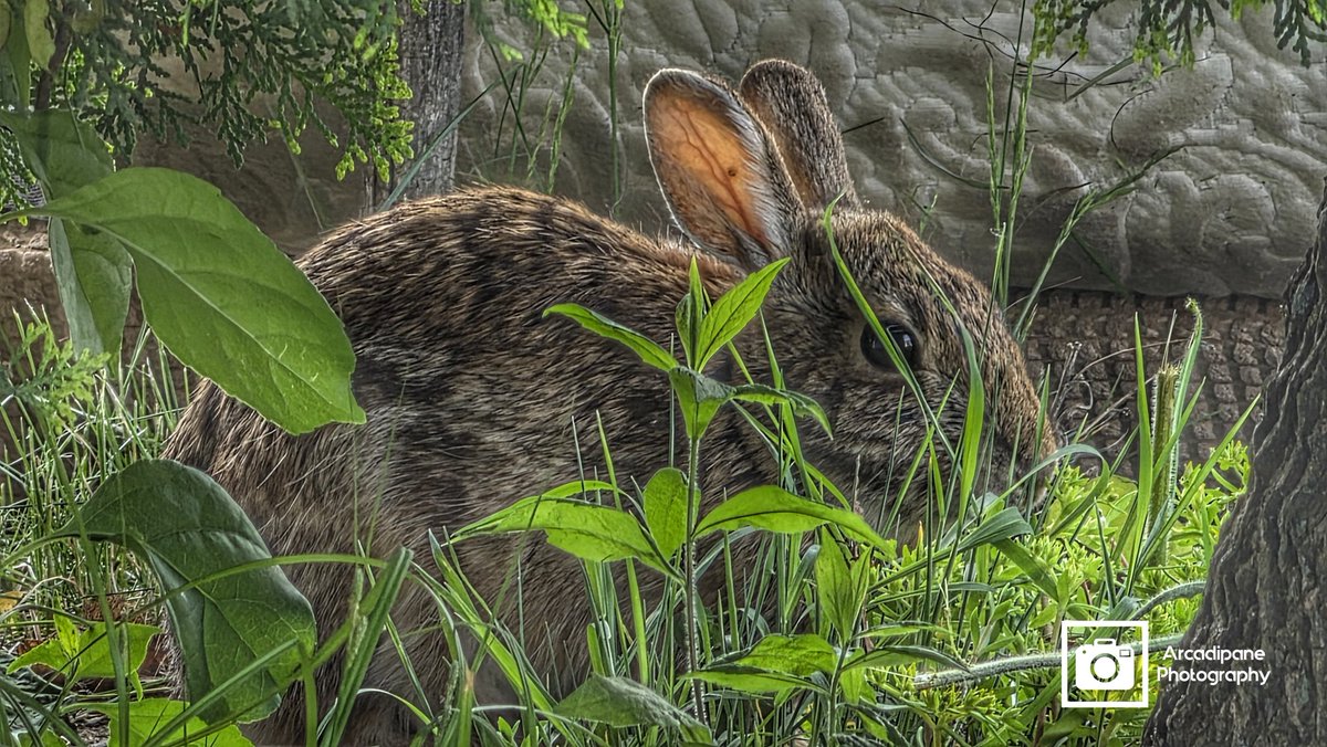 IrishEyesPhoto1's tweet photo. My new friend 🧡 in my yard enjoying the 85° @MarcHurBoston @Wxdavidw @TevinWooten @MichaelPageWx @TheTKWeatherXp @SydWeather @Pamelanbcboston @northshoremag @ShiriSpear @Met_CindyFitz https://t.co/a4DZDXnjpB