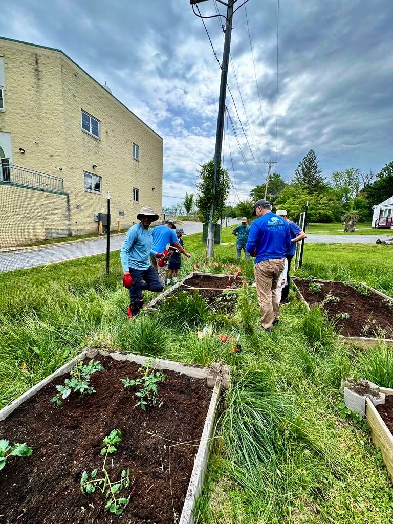 Bohras_USA's tweet photo. Members of the #WashingtonDC #DawoodiBohra community came together to plant tomatoes, peppers, radishes, and other vegetables in their masjid complex garden, helping grow fresh produce for community meals.

A simple way to support sustainability, strengthen community bonds, and enjoy the rewards of growing food locally.