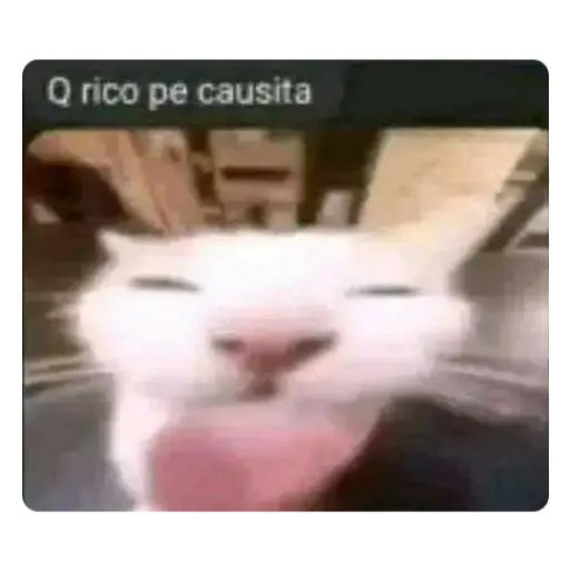 rantesito's tweet photo. @Tortilla_Land 👀👀 https://t.co/yWbHwn1yeH