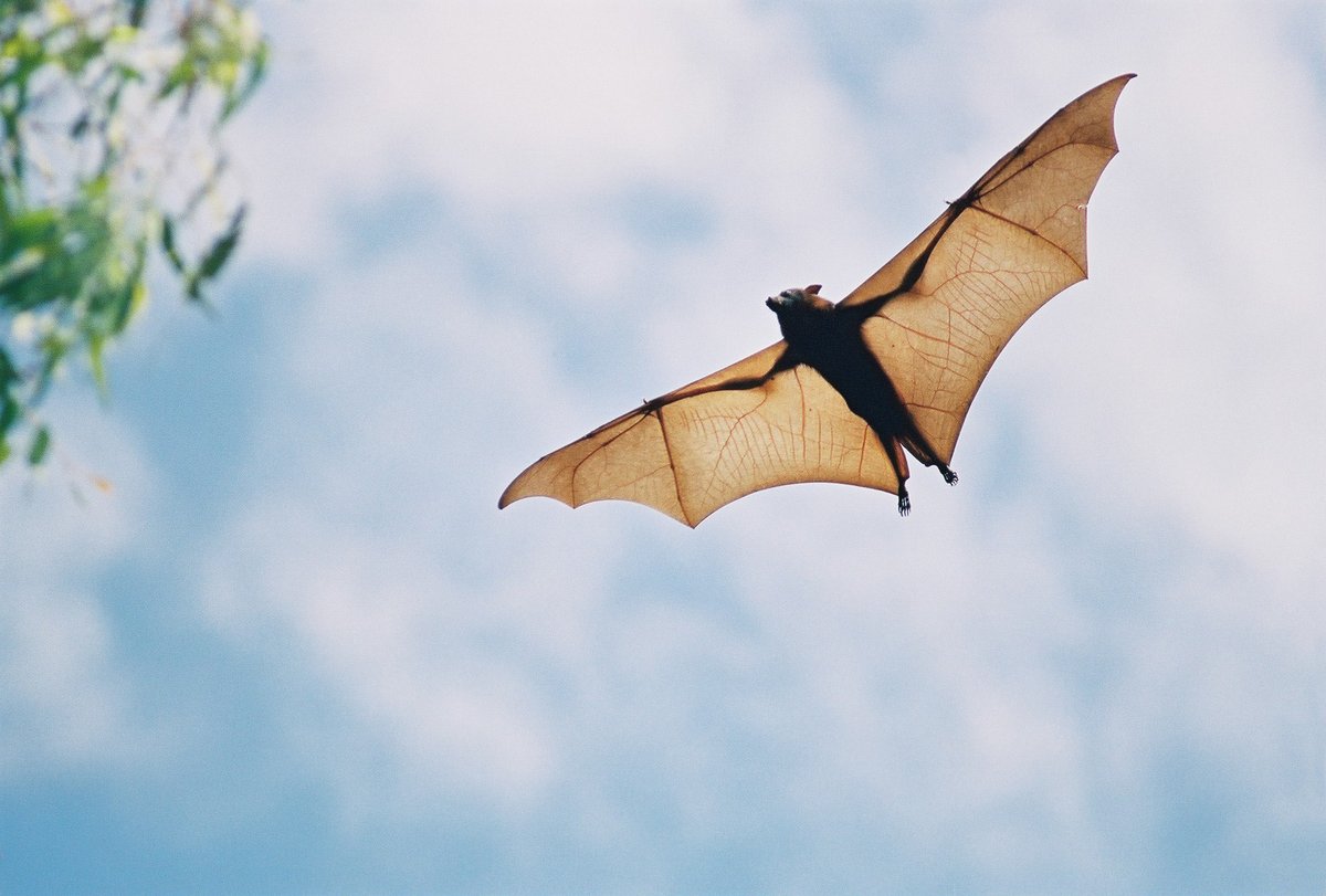AcademyPest's tweet photo. Fun Fact: Bats can squeeze into surprisingly small openings. Less fun fact: that opening might be in your home. Chimney caps, attic fan guards, and gable vents covers can be the prevention you need. Learn more: https://t.co/avQVIQbGDx https://t.co/ymANTSuJhW