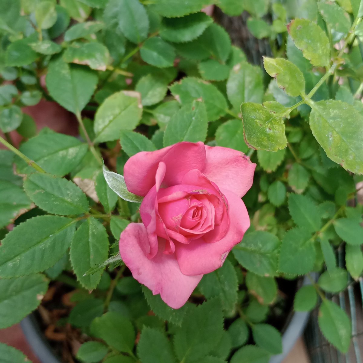 HernaMirtha's tweet photo. #NuevaFotoDePerfil https://t.co/Yl7cmp6yCq