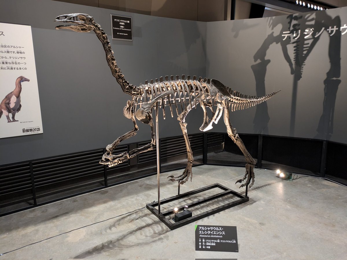 KJpdino7000's tweet photo. #金曜日だから化石貼る
#FossilFriday
#FPDM のアルシャサウルス。テリジノサウルス類の仲間としては原始的な特徴と進化的な特徴の両方を備えています。また、前足の鉤爪は他のテリジノサウルス類と比べると短めのようですねぇ。 https://t.co/iX4EqXBnEV