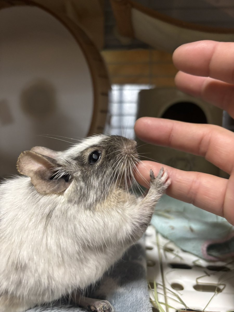 robroy0124's tweet photo. おはようございます☀(6/5)
今朝のロイ🐭は とにかくいろんなモノを集めてカジカジしまくるトコからスタートです♪
最後は 可愛くもふもふ毛玉なっておりました♪ https://t.co/Su7Wu5tu7G