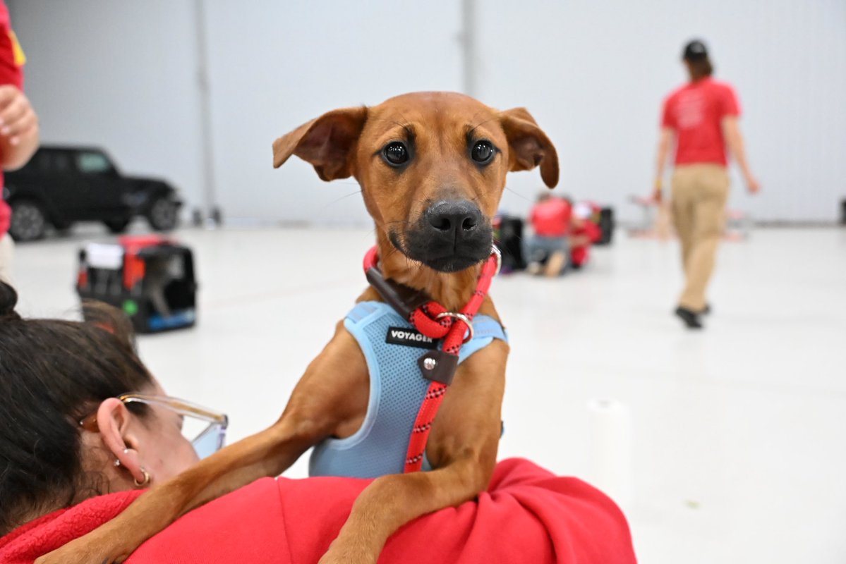 TheSatoProject's tweet photo. As we work to schedule our next flights, we are actively looking to replace crucial transport equipment like harnesses, martingale collars, couplers, and leashes! You can send our dogs items off our wishlist to gear them up for the next big day: https://t.co/SQkJJa45o0 https://t.co/umu7PK5XNQ