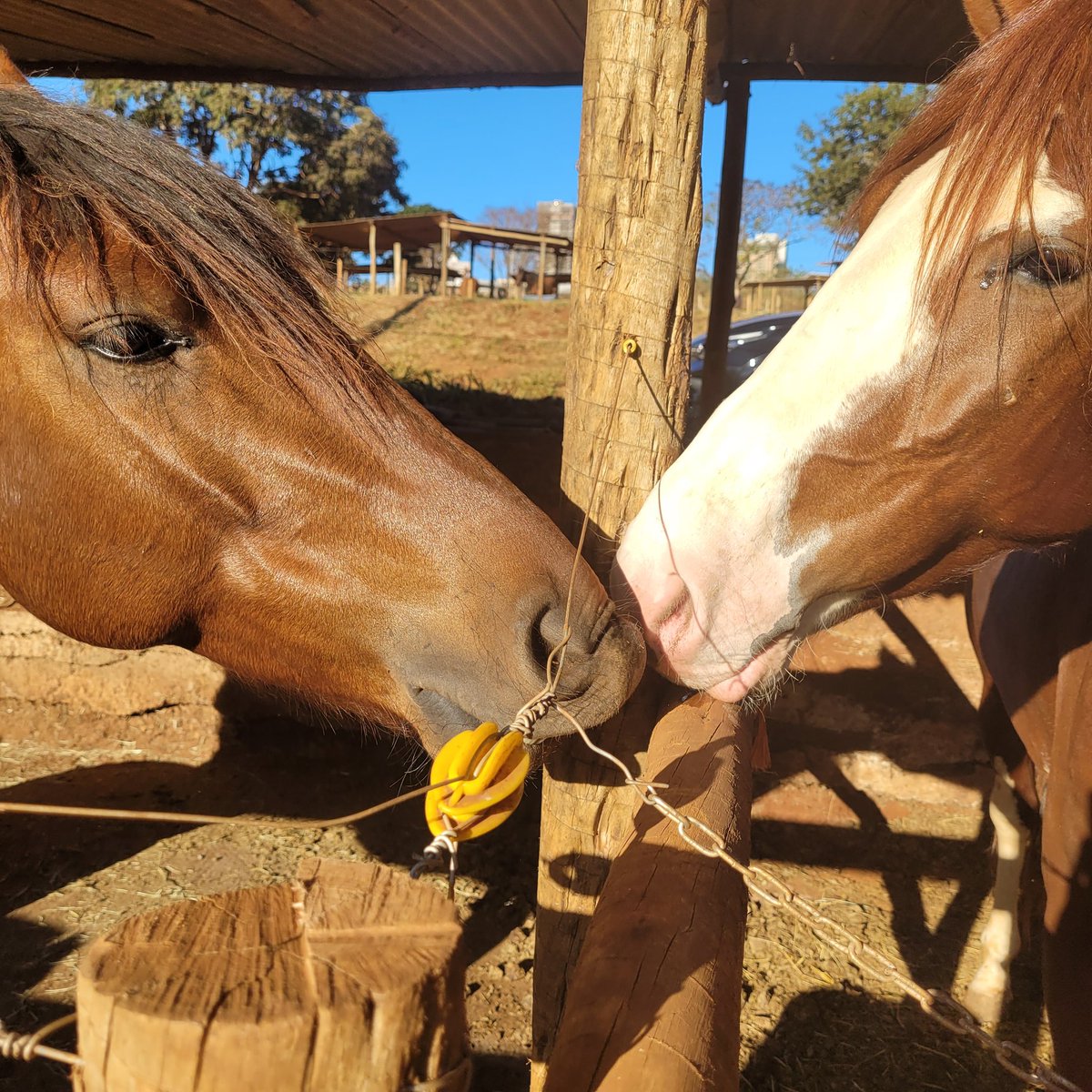 _Kinomot0's tweet photo. Cavalo https://t.co/Vr57qJMO26