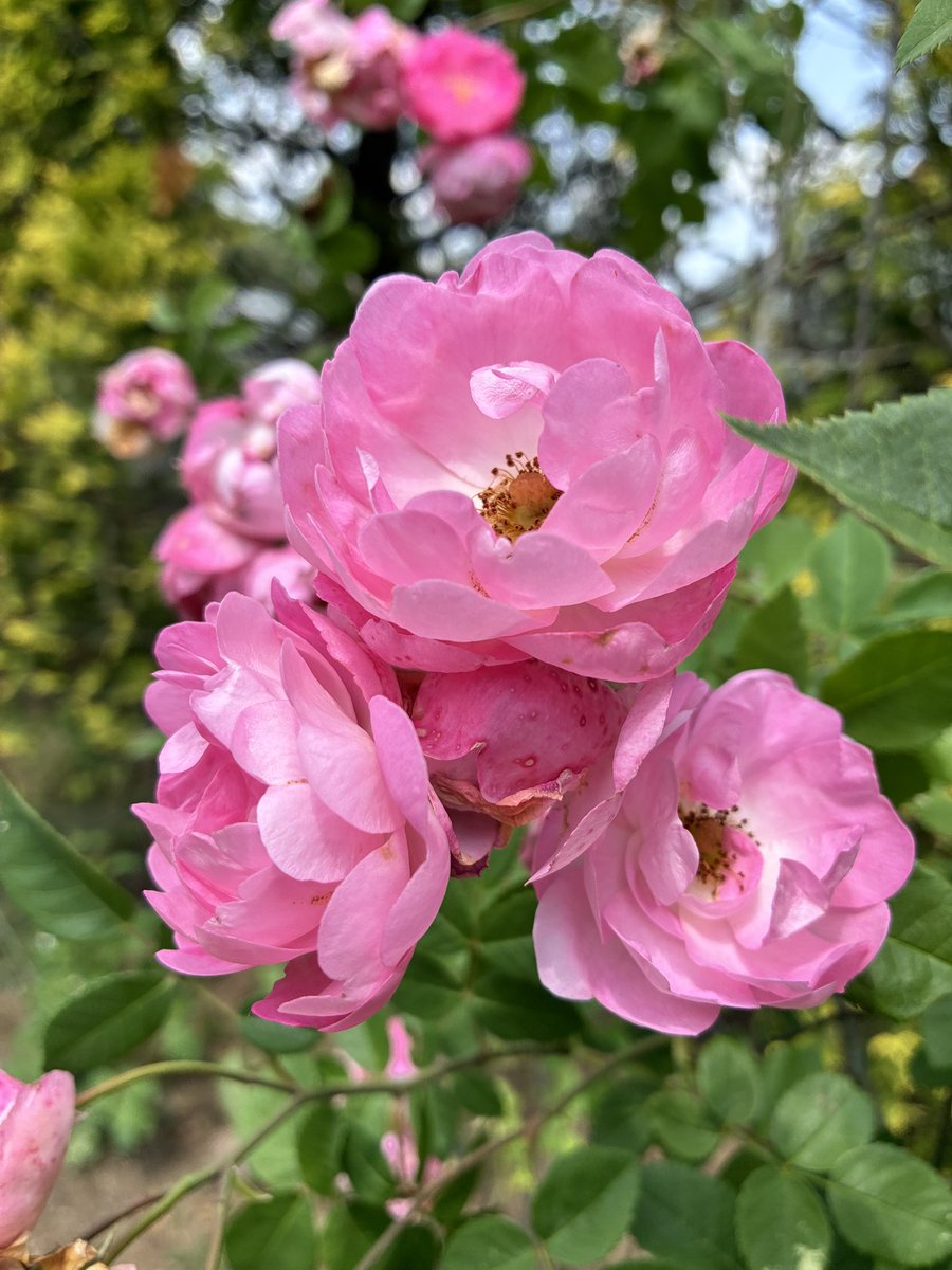Rabbit260325's tweet photo. ふわふわのバラ🌹✨
綺麗でした🌸🐰🌿 https://t.co/Rm2a6whhGn