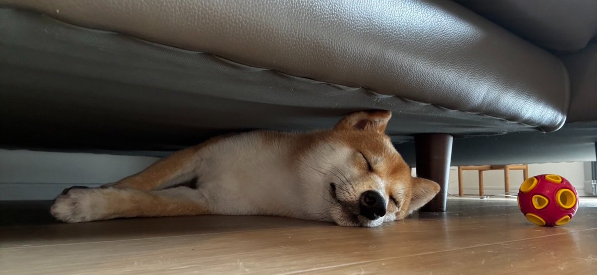 mamemamechiku's tweet photo. 家中大捜索した結果、ソファの下で気持ち良さそうに爆睡する柴犬が発見されました https://t.co/EJINHZipZ3