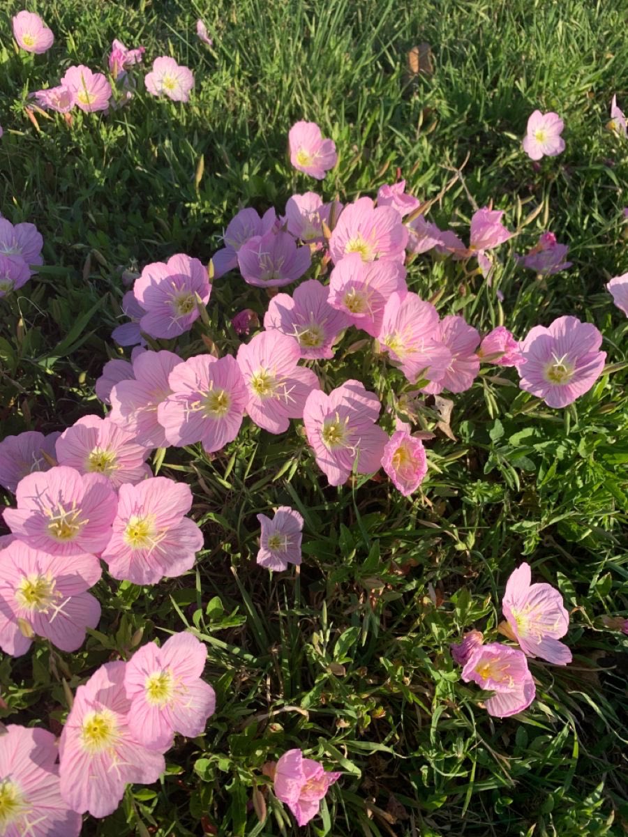 _Naturaee's tweet photo. 🤍🌸 https://t.co/XCo8i6VrJf