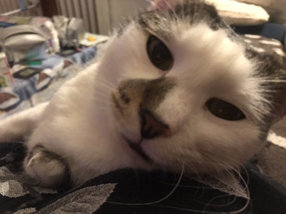 jankeova's tweet photo. @Gabrielaastn3 Děkujeme,sladké sny,krásný Fanoušku,oslavenče Pate a Gábi 😻🐾🐁🐀🤗🫶💫 https://t.co/dZw8tTcpI9