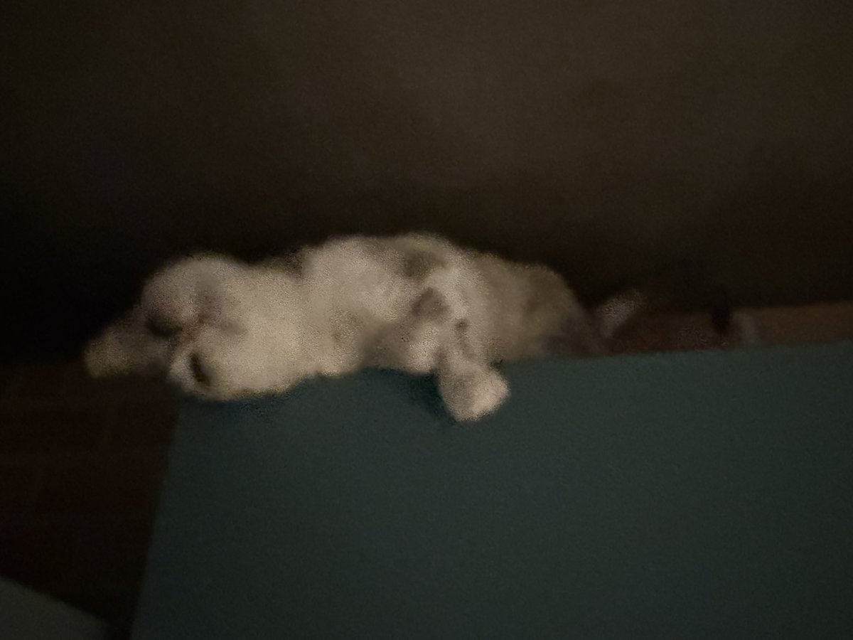 gerxtrm's tweet photo. Мій тигр https://t.co/2stRv3rH80